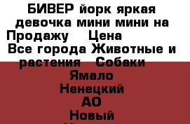 БИВЕР йорк яркая девочка мини мини на Продажу! › Цена ­ 45 000 - Все города Животные и растения » Собаки   . Ямало-Ненецкий АО,Новый Уренгой г.